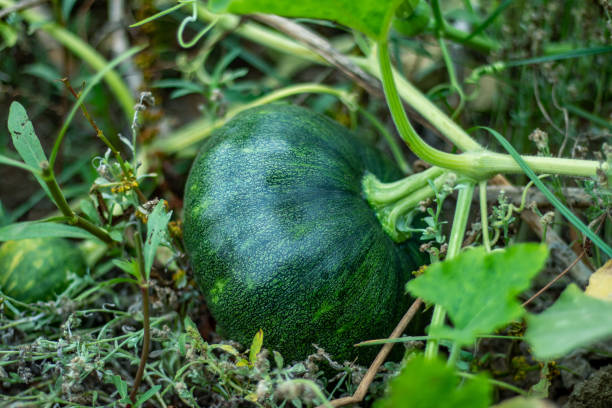 Green pumpkin, also known as kaddu in Hindi, is a versatile and nutritious vegetable