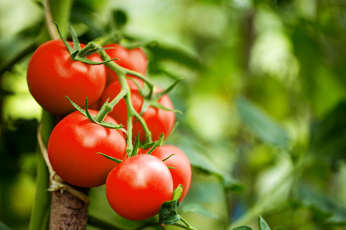 tomatoes